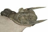 Detailed Zlichovaspis Trilobite With Reedops - Lghaft, Morocco #201650-1
